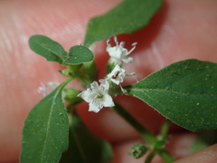 Mentha diemenica