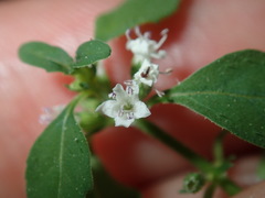 Mentha diemenica