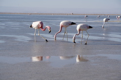 Phoenicoparrus andinus