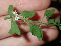 Mentha diemenica