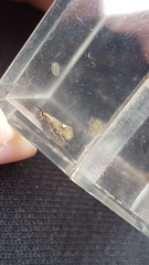 Esperia sulphurella