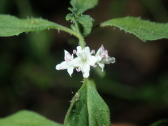 Mentha diemenica