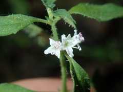 Mentha diemenica