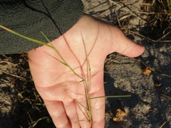 Ehrharta villosa