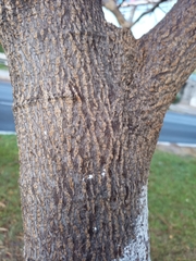 Enterolobium cyclocarpum