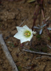 Gentianella eichleri