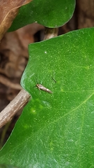 Esperia sulphurella