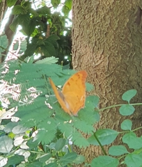 Polyura zoolina