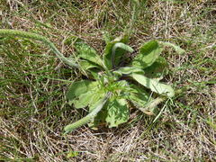 Plantago virginica