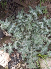 Cirsium vulgare