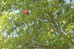 Cardinalis cardinalis