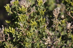 Pteronia divaricata