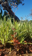 Kalanchoe sexangularis