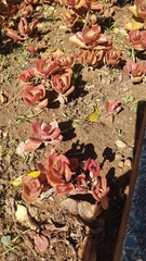 Kalanchoe sexangularis