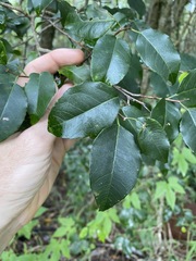 Excoecaria dallachyana