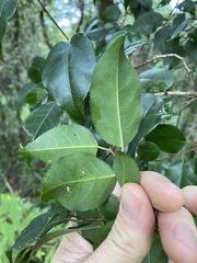 Excoecaria dallachyana