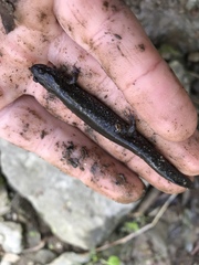 Desmognathus fuscus