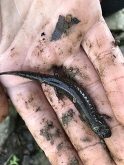 Desmognathus fuscus