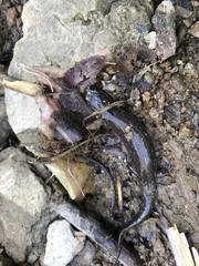 Desmognathus fuscus