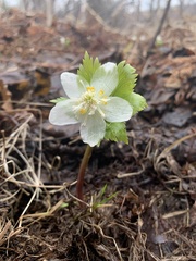 Eranthis tanhoensis