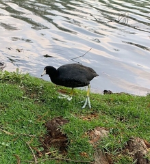 Fulica americana