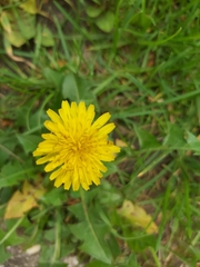 Taraxacum officinale
