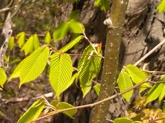 Carpinus cordata