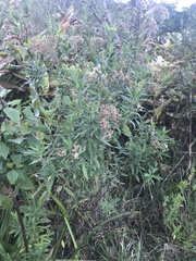 Nidorella ivifolia