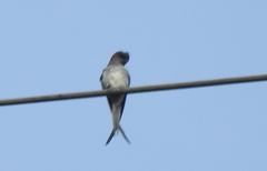 Hemiprocne longipennis