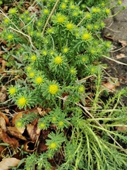 Euphorbia cyparissias