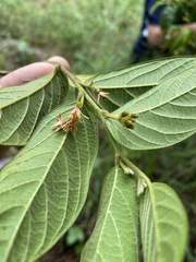 Alangium polyosmoides tomentosum
