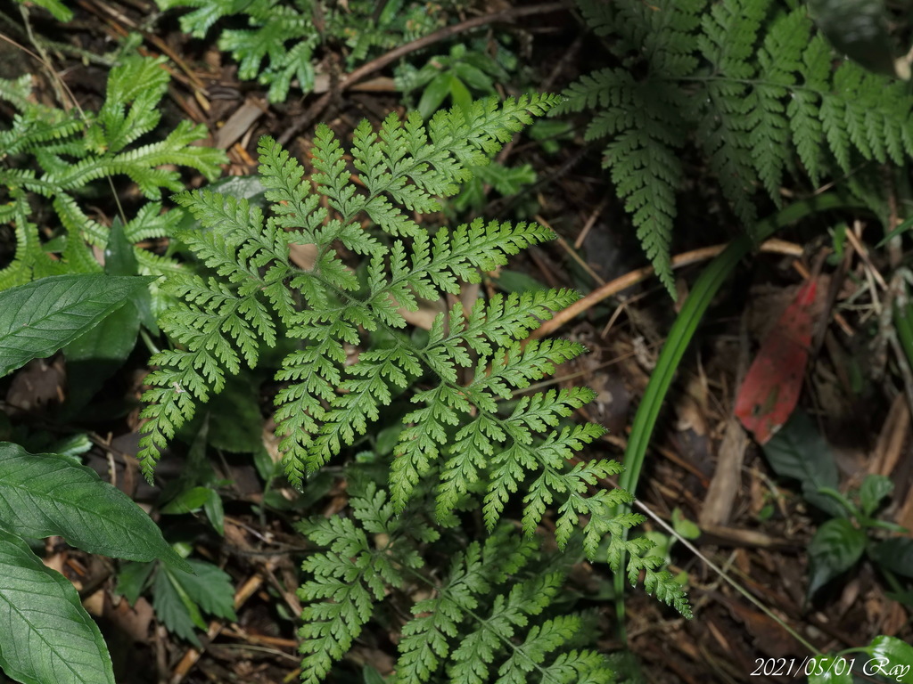 Dennstaedtia zeylanica