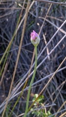 Allium roseum