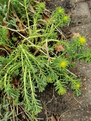 Euphorbia cyparissias