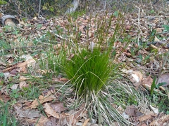 Carex umbrosa pseudosabynensis