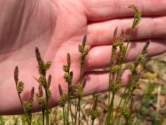 Carex umbrosa pseudosabynensis