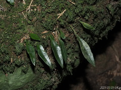 Lemmaphyllum rostratum