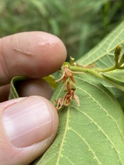 Alangium polyosmoides tomentosum