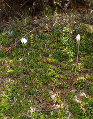 Gentianella eichleri