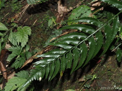 Asplenium wrightii