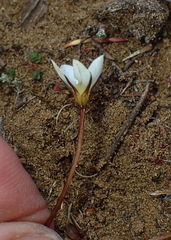 Gentianella eichleri