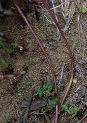 Gentianella eichleri
