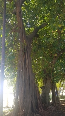 Ficus natalensis natalensis