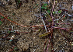 Gentianella eichleri