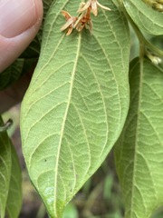 Alangium polyosmoides tomentosum