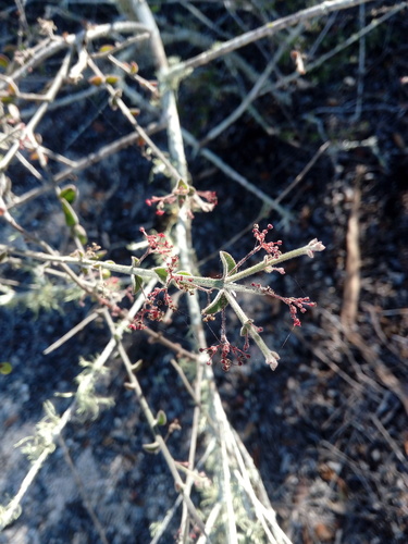Crossopetalum uragoga (Crossopetalum uragoga)