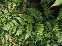 Diplazium kawakamii