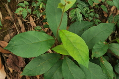 Decaneuropsis gratiosa