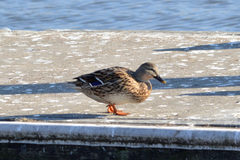 Anas platyrhynchos