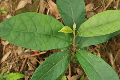 Decaneuropsis gratiosa